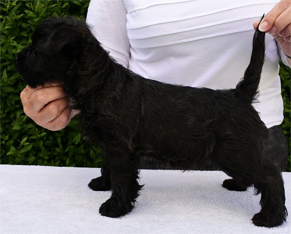 Ronja 2016 7 uger S c