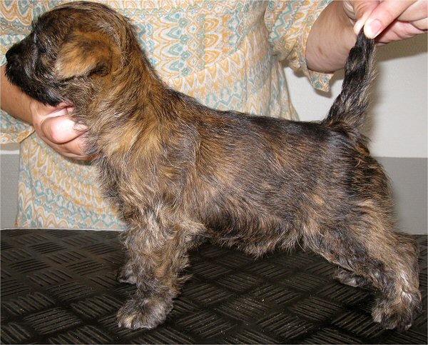 Sally 2014 7 uger S c web