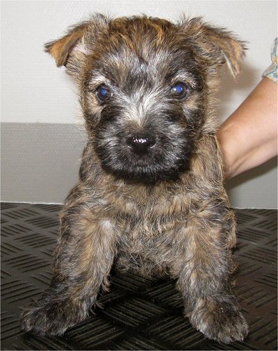 Sally 7 uger H c web